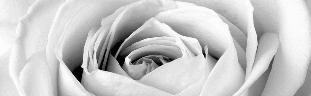 Black and white photo of the centre of a rose
